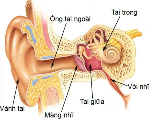 Viêm xoang là bệnh gì ? Cách phòng bệnh viêm xoang