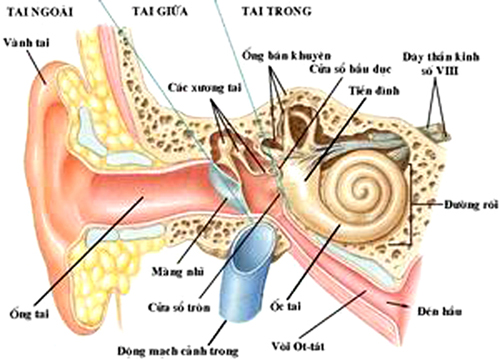 bệnh tai mũi họng