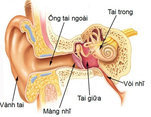 Chẩn đoán nhiễm trùng tai.